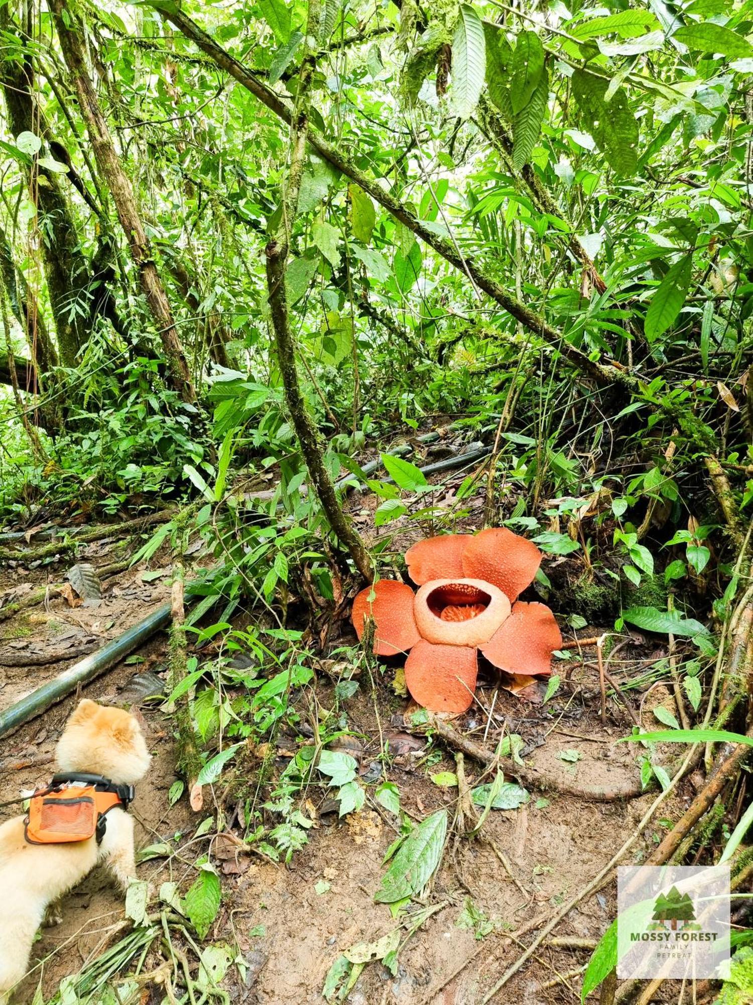 Mossy Forest Family Retreat Ii, 2-8 Pax, Pangsapuri
